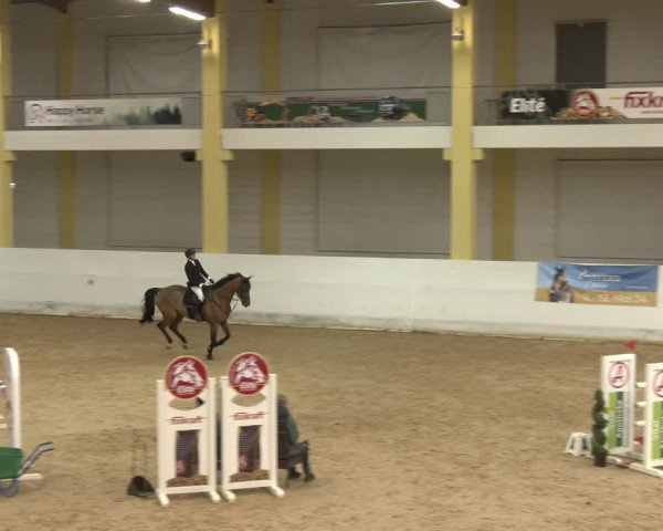 Reitturnier Stadl-Paura 2024