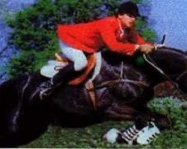 stallion Onze Juin (Selle Français, 1980, from Artichaut)