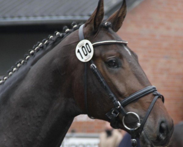 horse Alberto 52 (Westphalian, 2009, from Albaran xx)