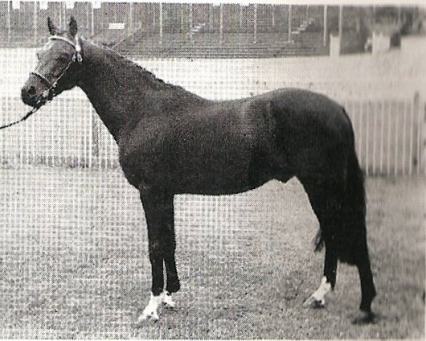 stallion Tanner Whirlwind (British Riding Pony, 1965, from Bwlch Zephyr)