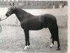 Deckhengst Tanner Whirlwind (British Riding Pony, 1965, von Bwlch Zephyr)