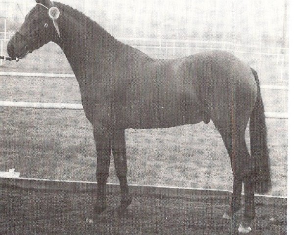 Deckhengst Dawnway Minstrel Man (British Riding Pony, 1978, von Vean Cockalorum)