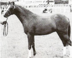 stallion Ninfield Minks Supreme (British Riding Pony, 1988, from Wingrove Minkino)