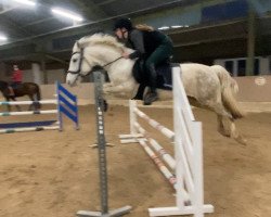 jumper Proud of Peaches (Pony without race description, 2015)