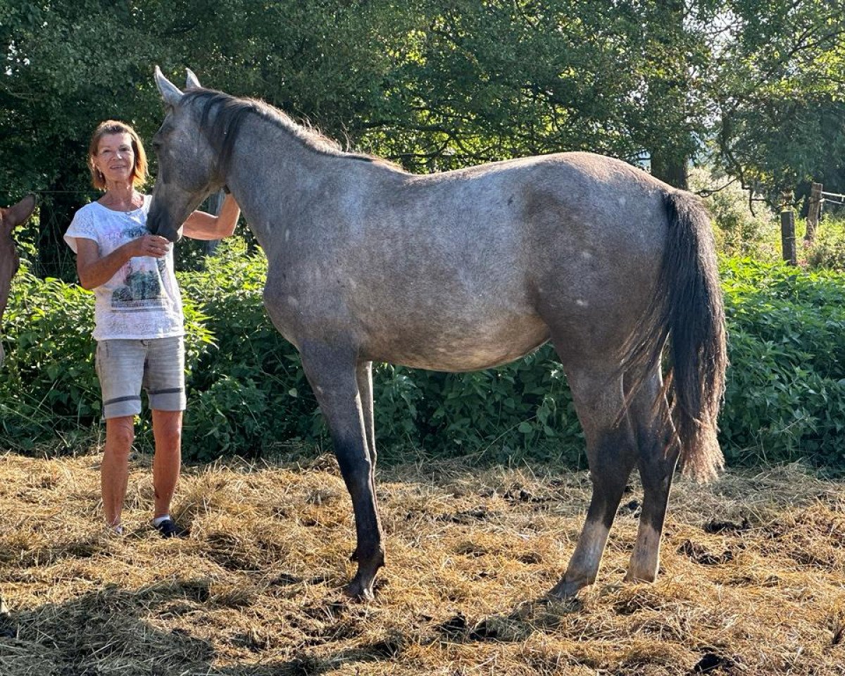 Springpferd Pilotta Sky (Holsteiner, 2022, von Vingino)