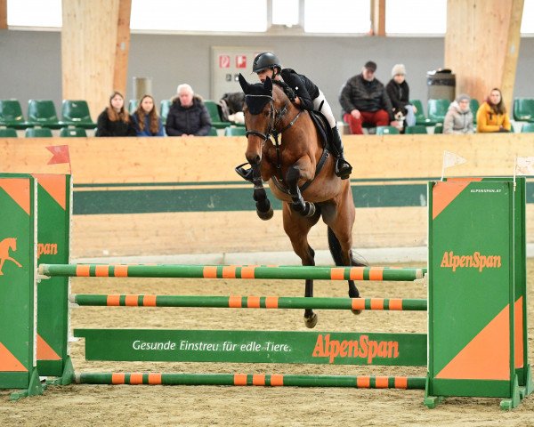 jumper Chuccinella (German Sport Horse, 2015, from Chucas)