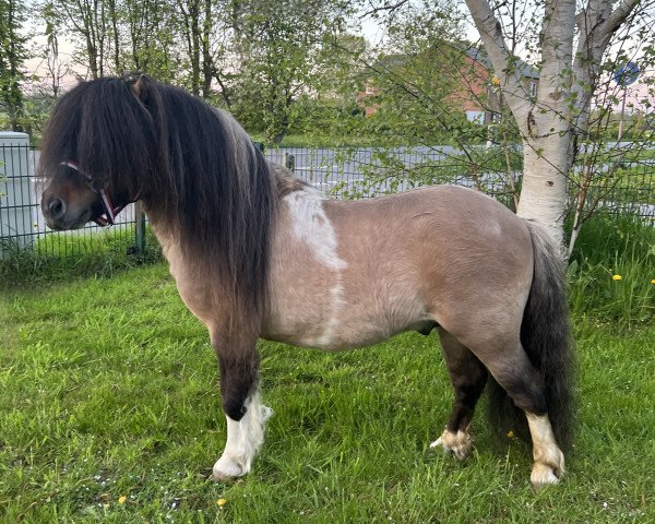 Pferd Gosh van Stal Polderzicht (Shetland Pony,  , von Zegmar van de Zandkamp)