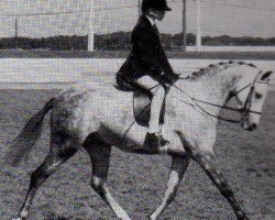 horse Greenacres Tailormade (British Riding Pony, 1982, from Greenacres Crescendo)