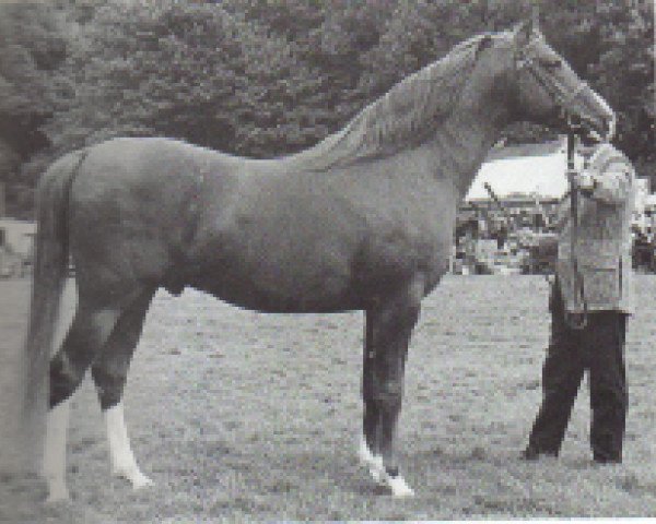Deckhengst Orion ox (Vollblutaraber, 1965, von Oran 1940 ox)