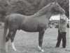 stallion Orion ox (Arabian thoroughbred, 1965, from Oran 1940 ox)