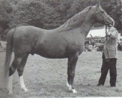 stallion Orion ox (Arabian thoroughbred, 1965, from Oran 1940 ox)