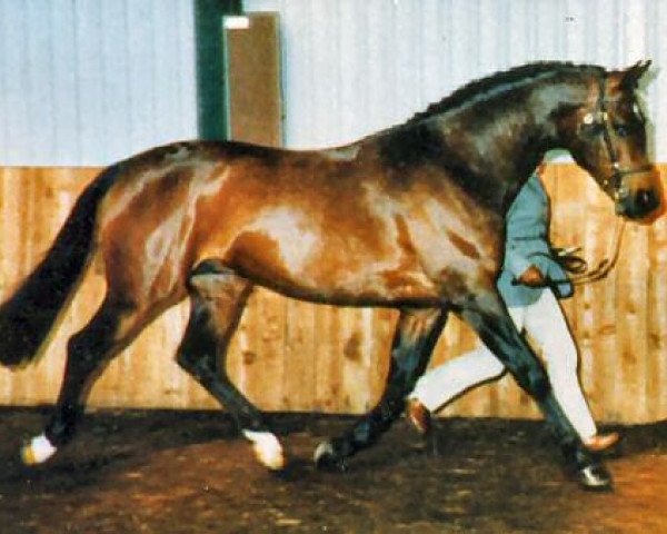 stallion Fairlyn Gemini AA (Anglo-Arabs, 1978, from Orion ox)