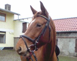 broodmare Pia (German Sport Horse, 2005, from Paradiesvogel)