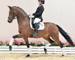 dressage horse Faszinato (Oldenburg, 2017, from Feinrich)