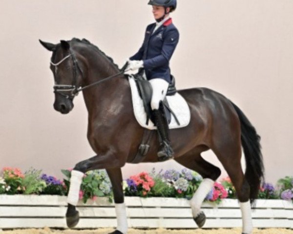 dressage horse Florida S 2 (Oldenburg, 2016, from Nymphenburg's First Ampere)