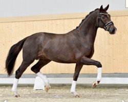 dressage horse Kabayo's Imagine (Oldenburg, 2019, from Asgard's Ibiza)