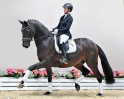 dressage horse Dijon (Oldenburg, 2016, from Dimaggio)