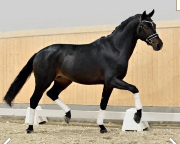 dressage horse Jackpot 56 (Oldenburg, 2019, from Jovian)