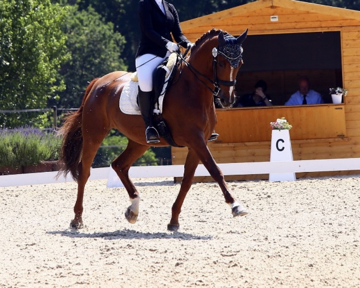 Dressurpferd Rosalie 206 (Hannoveraner, 2011, von Royal Blend)