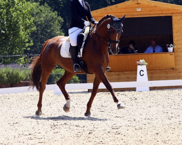 dressage horse Rosalie 206 (Hanoverian, 2011, from Royal Blend)