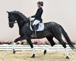 dressage horse Quo Vadis Mecum (Oldenburg, 2017, from Quantensprung 3)