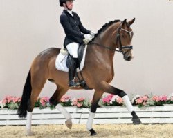 dressage horse Stute von Franklin / Uphill (Oldenburg, 2018, from Franklin)