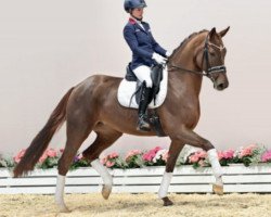 dressage horse Fantasia (Oldenburg, 2017, from Tannenhof's Fahrenheit)