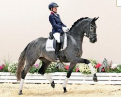 dressage horse Stute von Benefit / San Amour (Oldenburg, 2019, from Benefit)