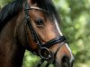 jumper Tiara 54 (German Riding Pony, 2011, from Charivari)