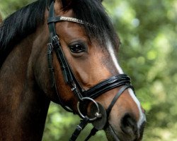 Springpferd Tiara 54 (Deutsches Reitpony, 2011, von Charivari)