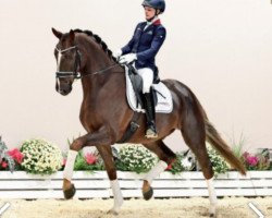 dressage horse Quarissimo (Oldenburg, 2018, from Quantensprung 3)