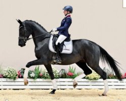 dressage horse Selena (Oldenburg, 2019, from Sezuan's Donnerhall)