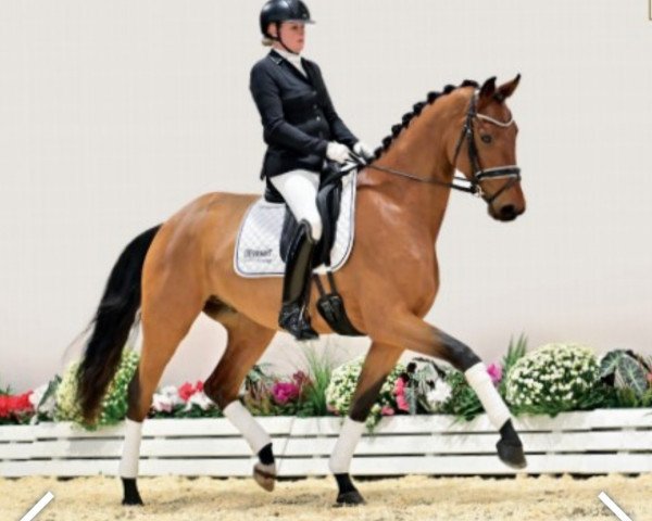 dressage horse Moccachino 5 (Oldenburg, 2019, from Morricone)