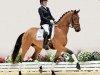 dressage horse Moccachino 5 (Oldenburg, 2019, from Morricone)