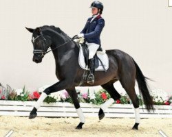 dressage horse Frizzi (Oldenburg, 2018, from Frascino)