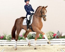 dressage horse Evolution 19 (Oldenburg, 2017, from Everdale)