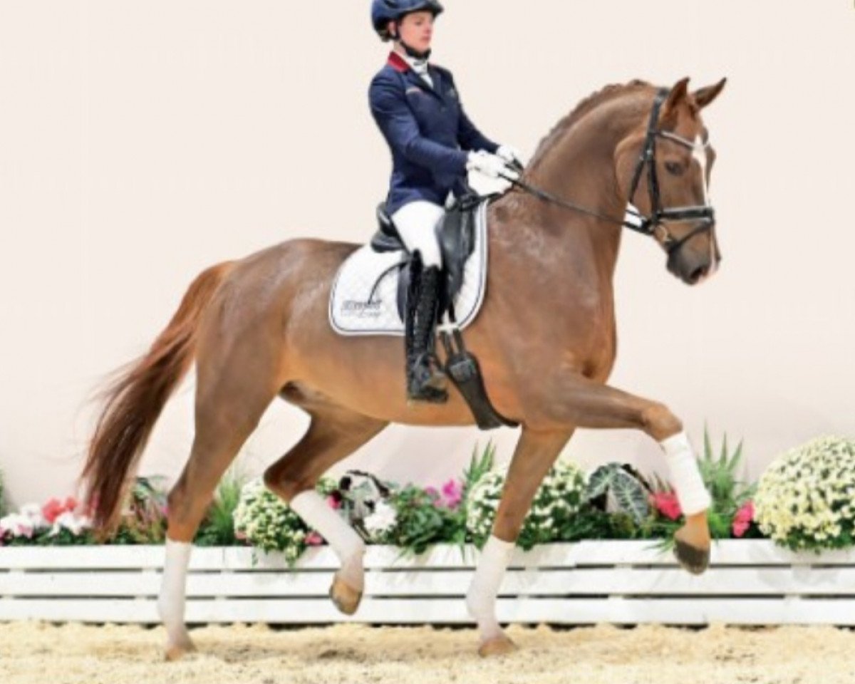 Dressurpferd Lexington 84 (Oldenburger, 2017, von Le Vivaldi)
