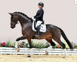 dressage horse Vitali K.2 (Oldenburg, 2018, from Vitalis)