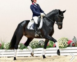 dressage horse Zsa Zsa (Oldenburg, 2018, from Blue Hors Zackerey)