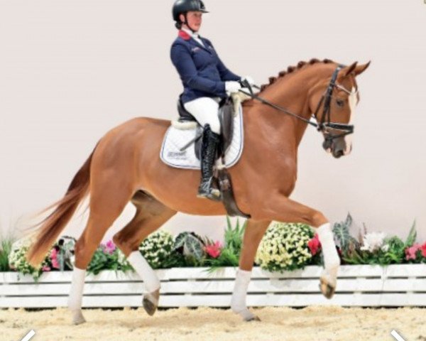 dressage horse Battlecry Pw (Oldenburg, 2019, from Baron)