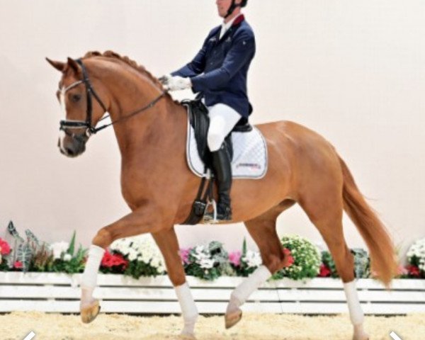 dressage horse Indigo Blue 5 (Oldenburg, 2018, from Asgard's Ibiza)