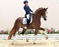 dressage horse Floritz 3 (Oldenburg, 2017, from Fuechtels Floriscount OLD)