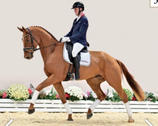 dressage horse Rügen (Oldenburg, 2019, from Rubin Royal OLD)