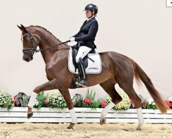 dressage horse Billie Jean (Oldenburg, 2018, from Best of Gold)