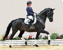 dressage horse Glamour 89 (Oldenburg, 2017, from Glamourdale)