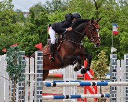 jumper Goya B 3 (Westphalian, 2015, from Grand Slam VDL)