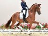 dressage horse Hengst von Vitalis / Don Frederico (Oldenburg, 2018, from Vitalis)