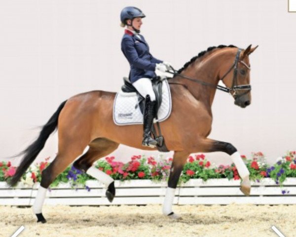 dressage horse Saphira 296 (Oldenburg, 2018, from Quantensprung 3)