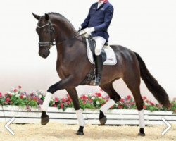 dressage horse Filou du Jour (Oldenburg, 2018, from Fürstenball)