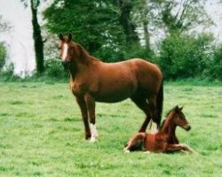 broodmare Janita (Selle Français, 1975, from Starter)